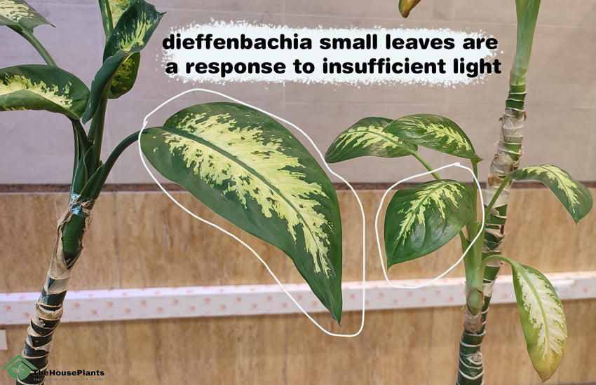 Dieffenbachia Have Small Leaves