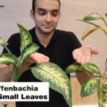 Dieffenbachia leaves small