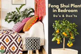 Feng Shui Plant in Bedroom