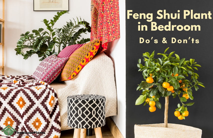 Feng Shui Plant in Bedroom
