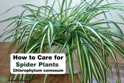 How to Care for Spider Plants