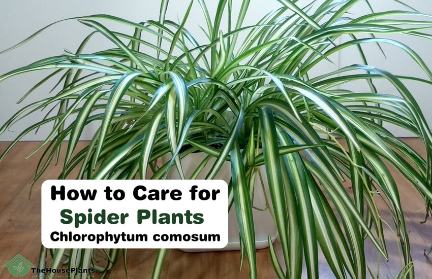 How to Care for Spider Plants: Nurturing Your Foliage to Perfection