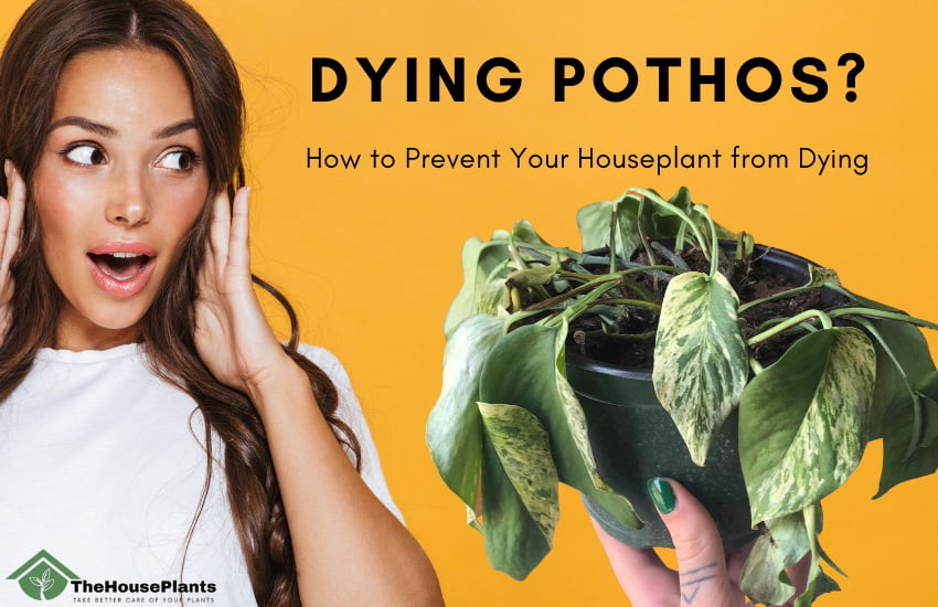 How to Revive a Dying Pothos Plant