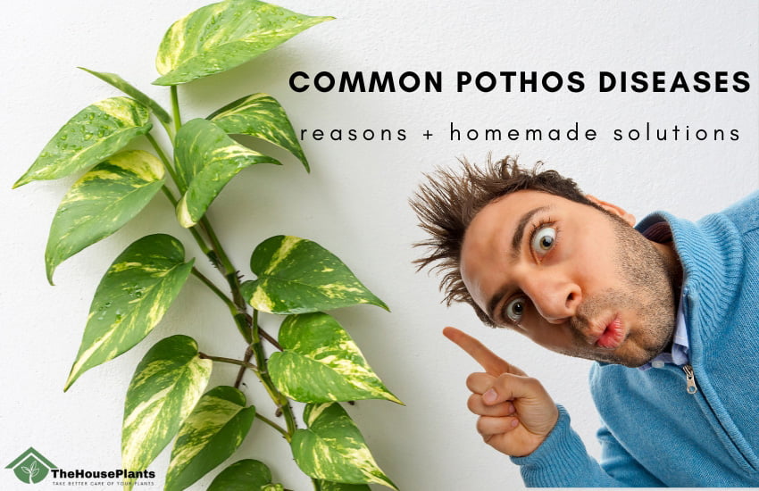Pothos diseases