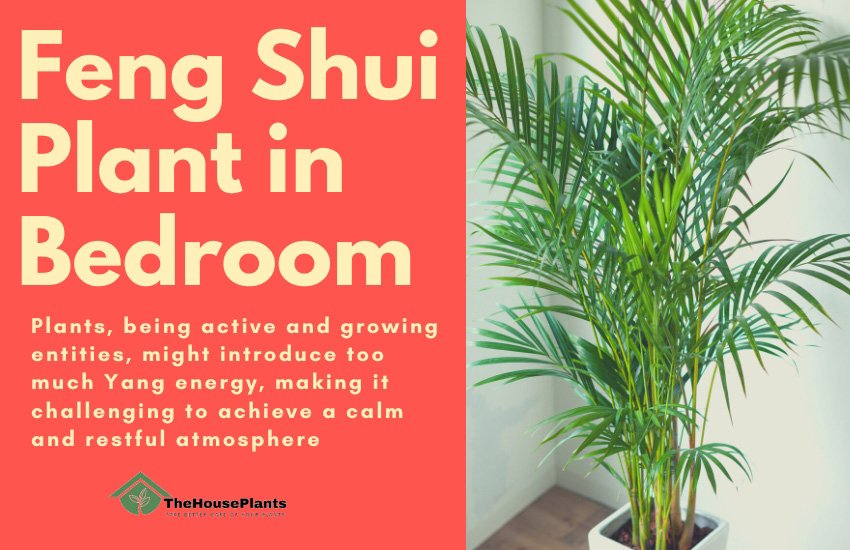 Power of Feng Shui Plant in Bedroom