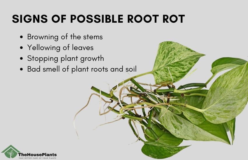 Root Rot and Pothos Dying