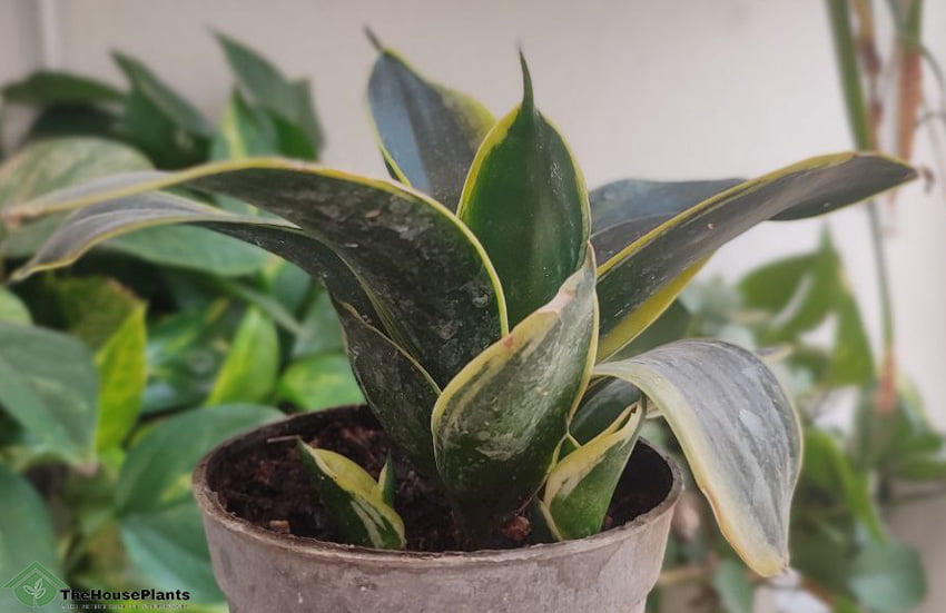 Benefits of Keeping Snake Plants 