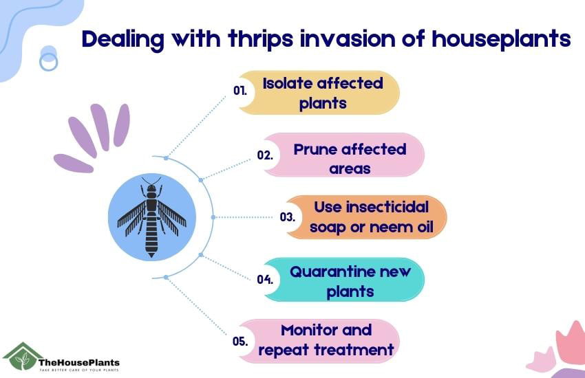 Dealing with thrips invasion of houseplants