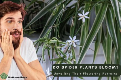 Do Spider Plants Bloom