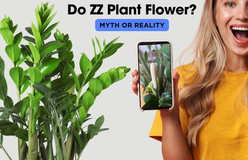 Do ZZ Plant Flower