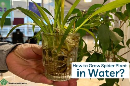 Grow Spider Plant in Water