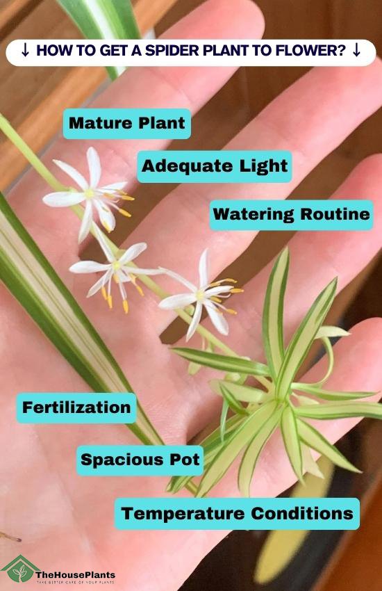 How To Get a Spider Plant to Flower