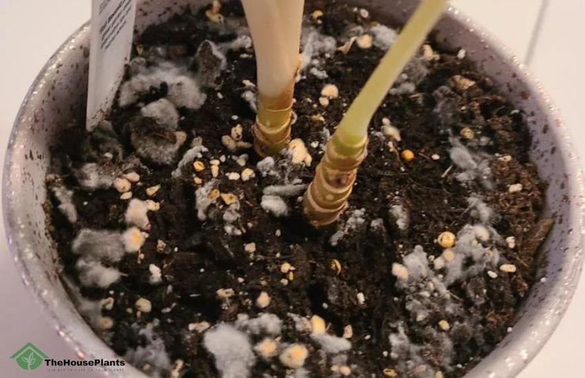 How to Get Rid of Moldy Soil