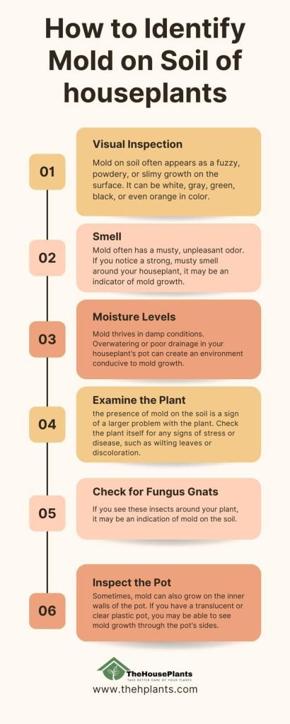 How to Identify Mold on Soil of houseplants