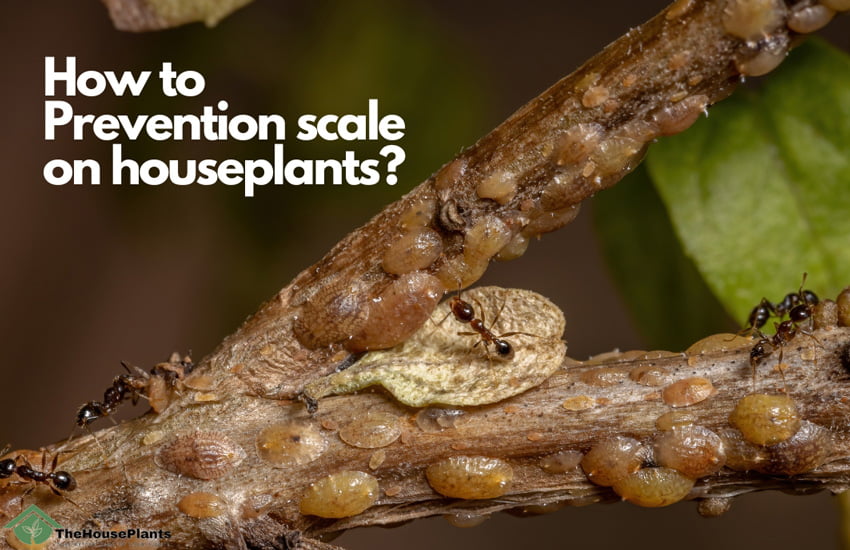 How to Prevention scale on houseplants