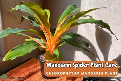 Mandarin Spider Plant Care