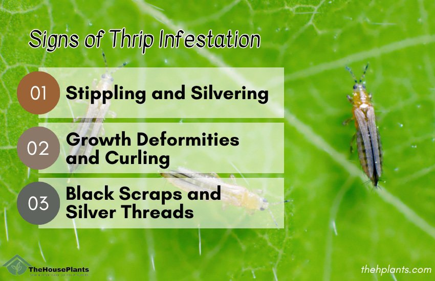 Signs of Thrip Infestation