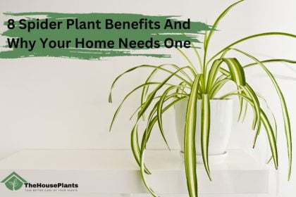 Spider Plant Benefits