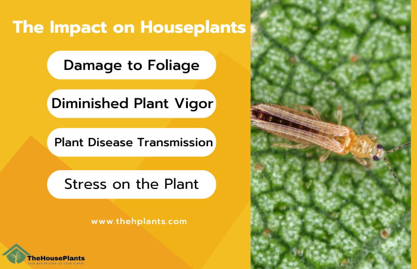 The Impact on Houseplants