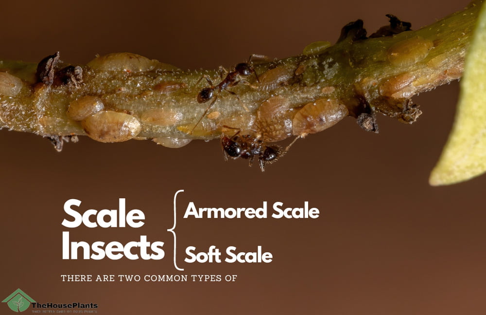 There are two common types of scale insects