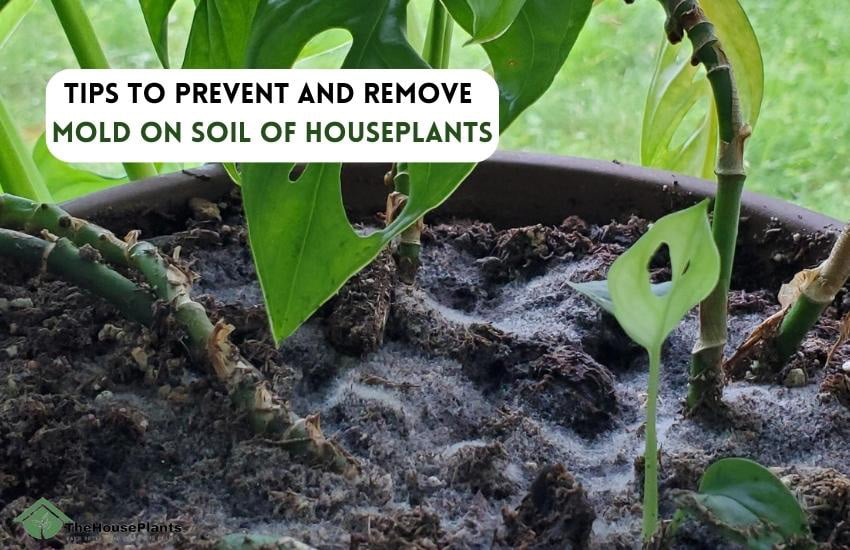 Tips to Prevent and Remove Mold on Soil of Houseplants