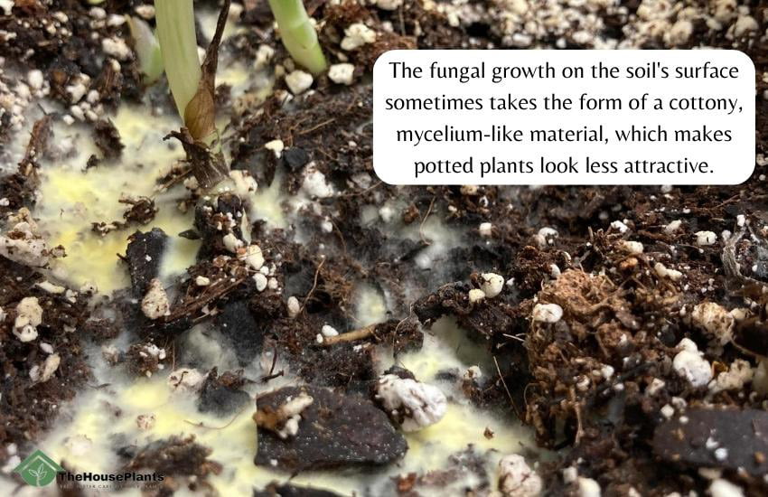 What Mold on Soil