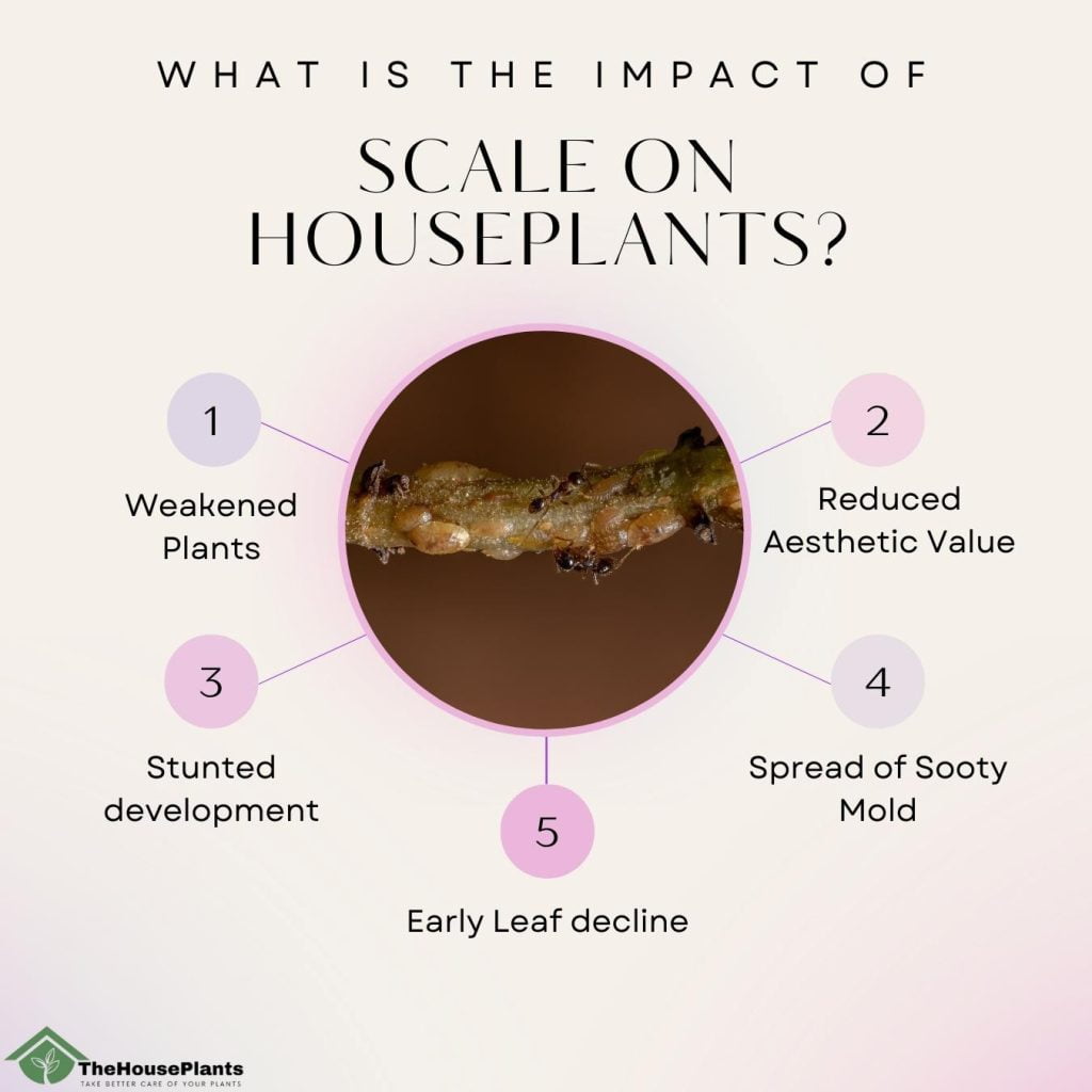 What is the Impact of scale on Houseplants
