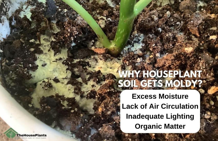 Why Houseplant Soil Gets Moldy?