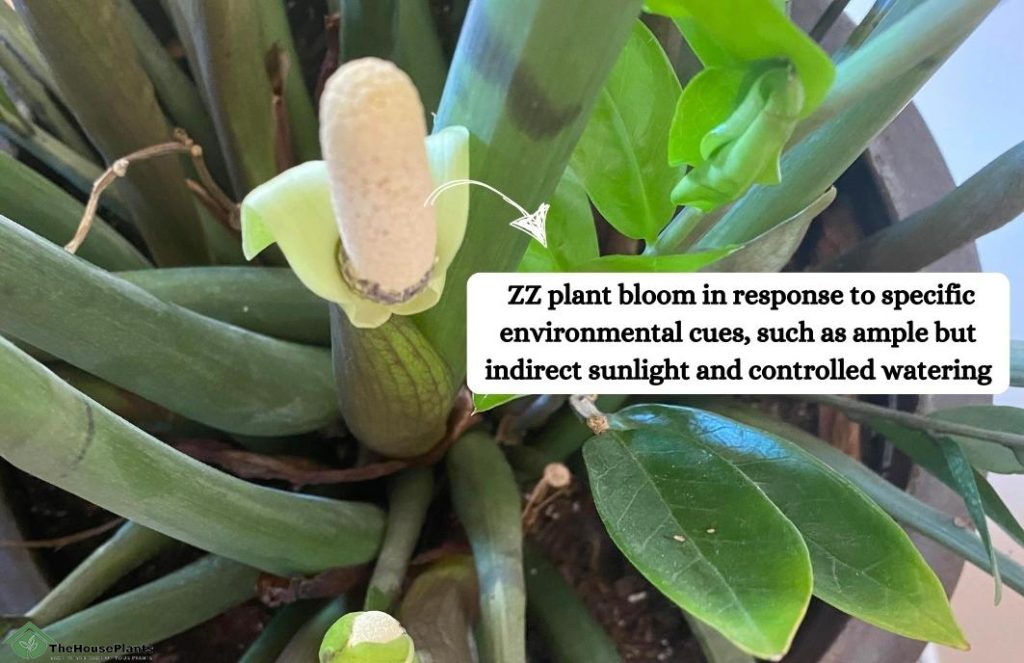 Why does ZZ plant bloom hardly