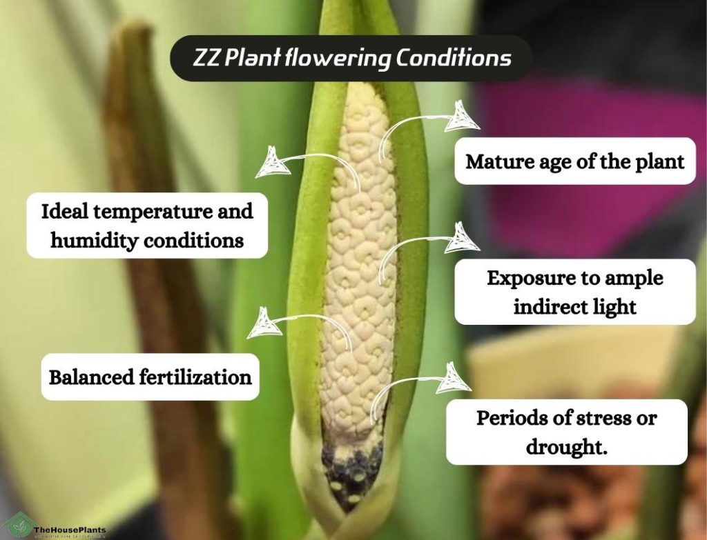 ZZ Plant flowering conditions