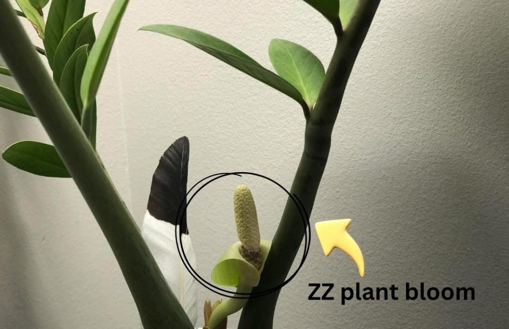 ZZ plant bloom