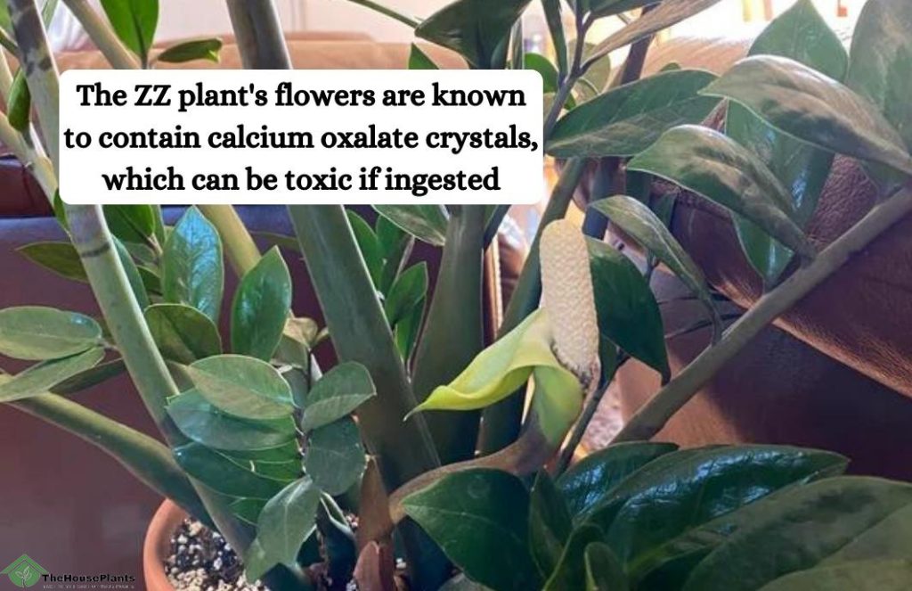 ZZ plant flower poisonous