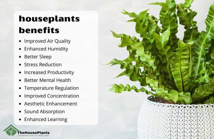 houseplants benefits