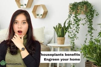 indoor houseplants benefits