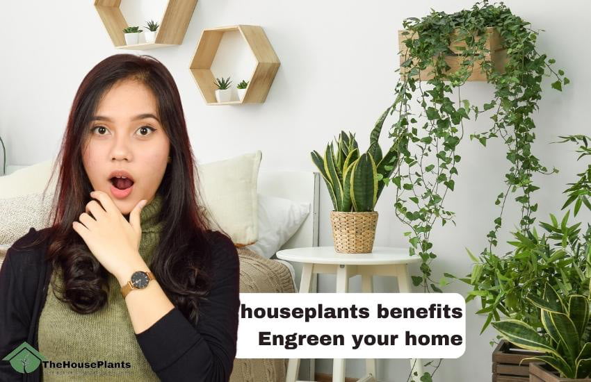 indoor houseplants benefits