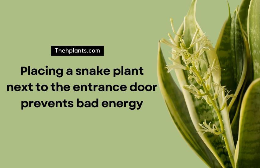 snake plant Feng Shui Benefits