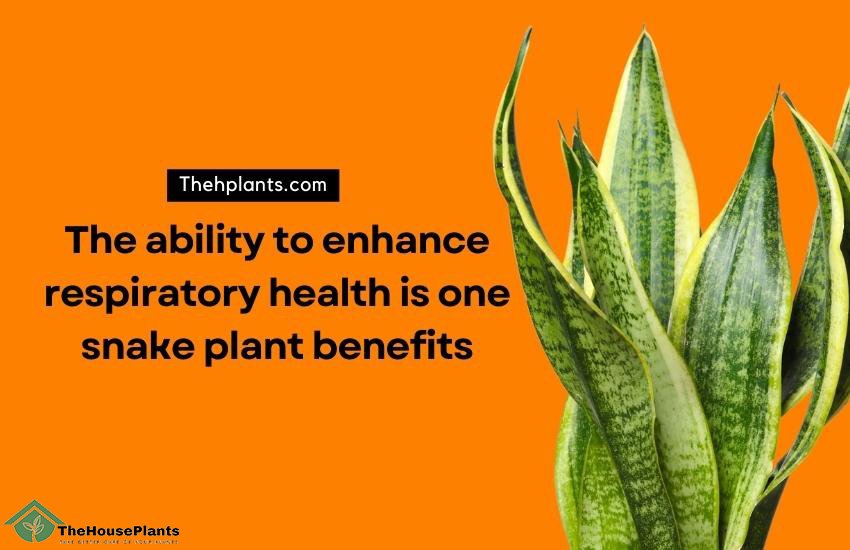snake plant benefits-Health Benefits