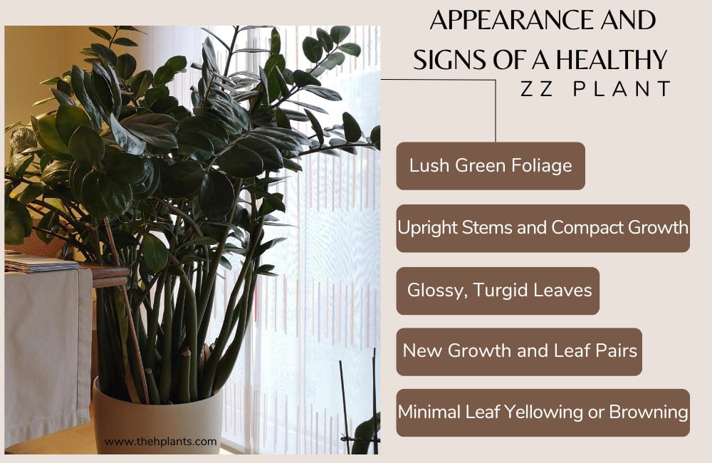 Appearance and Signs of a Healthy ZZ Plant