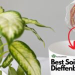 Best Soil for Dieffenbachia