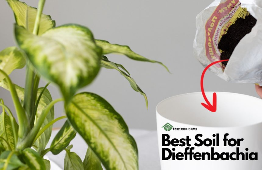 Best Soil for Dieffenbachia