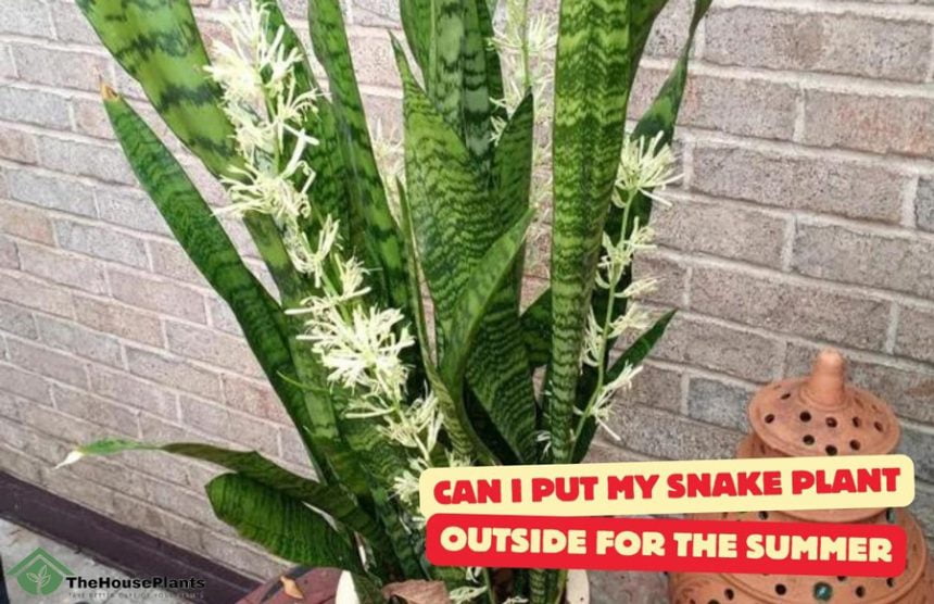 Can I Put My Snake Plant Outside for The Summer