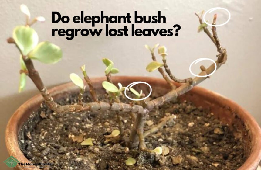 Do elephant bush regrow lost leaves