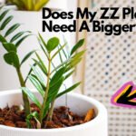 Does My ZZ Plant Need A Bigger Pot