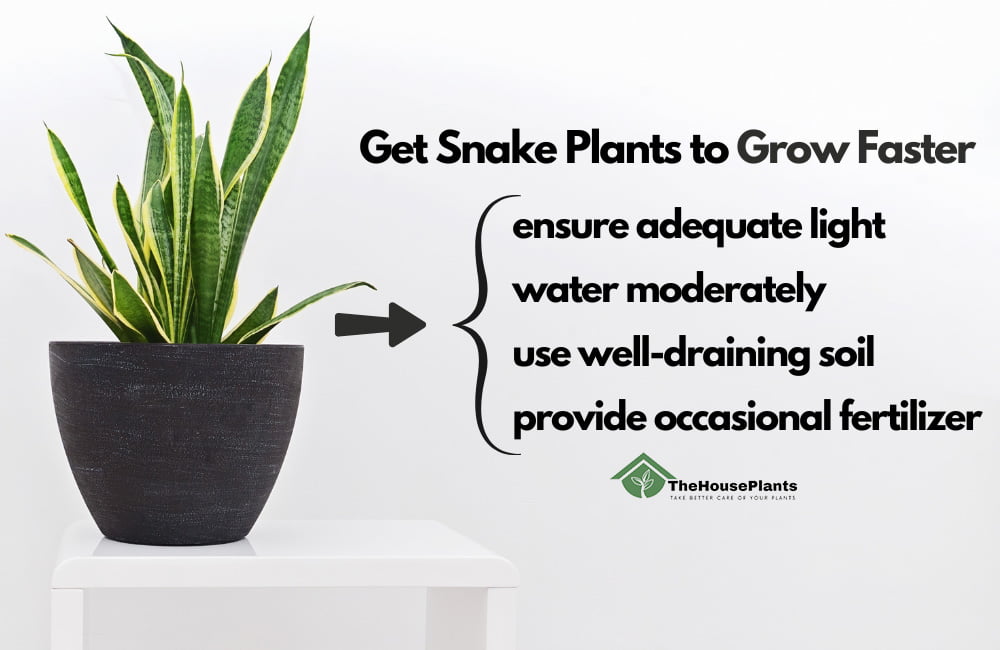 Get Snake Plants to Grow Faster