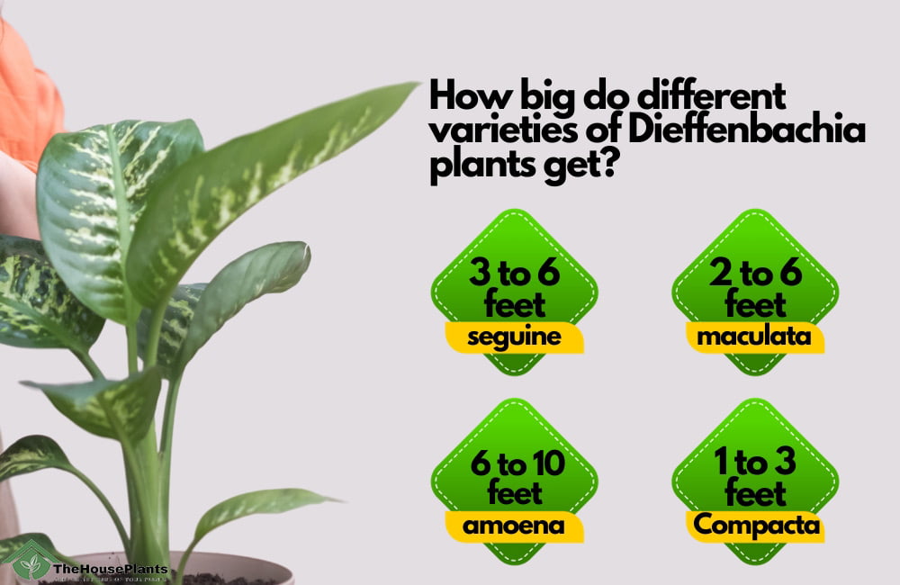 How big do different varieties of Dieffenbachia plants get