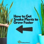 How to Get Snake Plants to Grow Faster