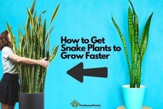 How to Get Snake Plants to Grow Faster