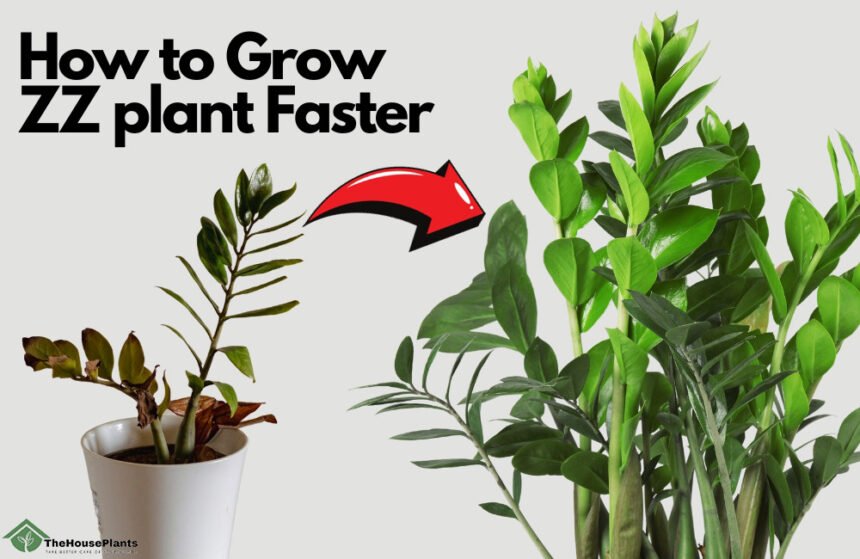 How to Grow ZZ plant Faster