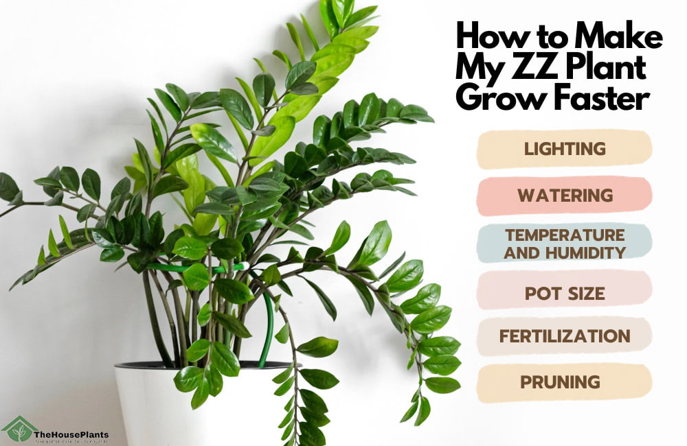 How to Make My ZZ Plant Grow Faster