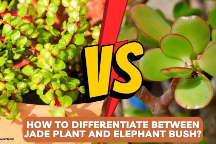 How to differentiate between jade plant and elephant bush